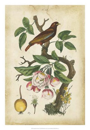 Framed Antique Bird in Nature I Print