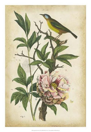 Framed Antique Bird in Nature II Print