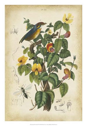 Framed Antique Bird in Nature III Print