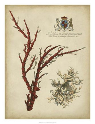 Framed Imperial Coral I Print