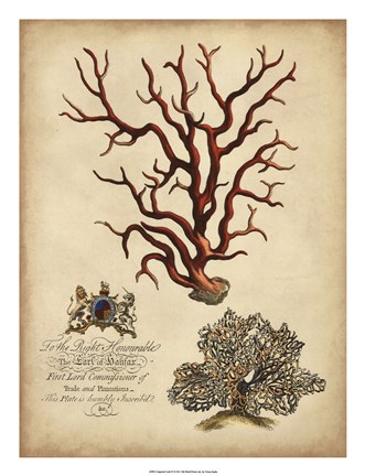 Framed Imperial Coral IV Print