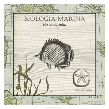 Framed Biologia Marina I Print