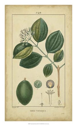 Framed Vintage Turpin Botanical III Print