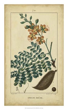 Framed Vintage Turpin Botanical VI Print