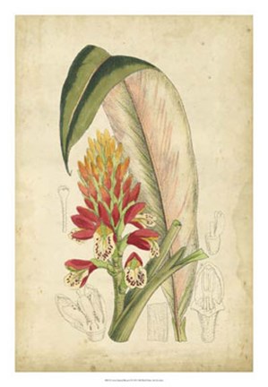 Framed Tropical Blooms II Print