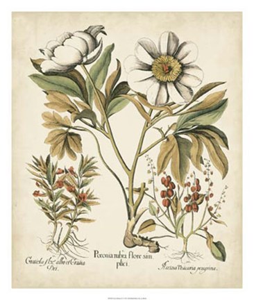 Framed Ivory Peonies IV Print