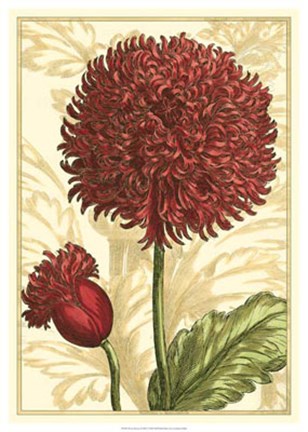 Framed Peony Passion II Print