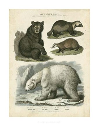 Framed Brown Bear &amp; Polar Bear Print