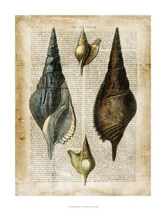 Framed Antiquarian Seashells II Print