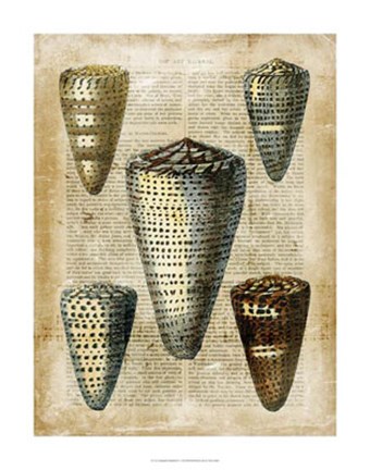 Framed Antiquarian Seashells IV Print