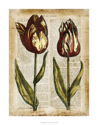 Framed Antiquarian Tulips III Print