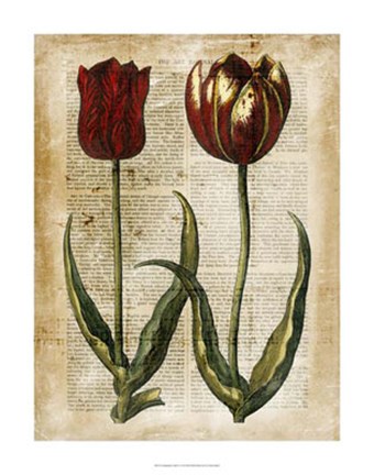 Framed Antiquarian Tulips IV Print