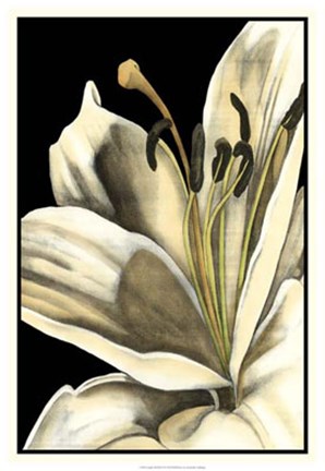 Framed Graphic Lily III Print