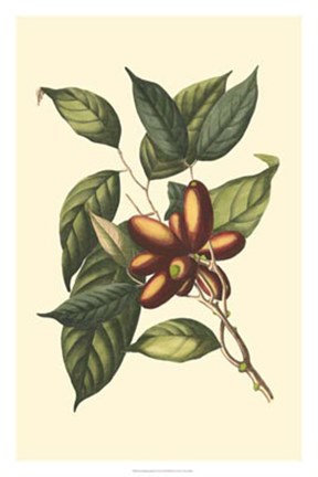 Framed Flourishing Foliage II Print