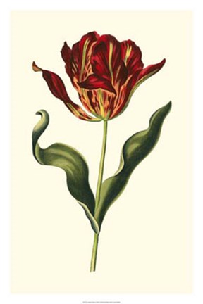 Framed Vintage Tulips II Print