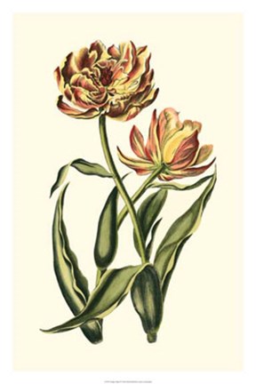 Framed Vintage Tulips IV Print