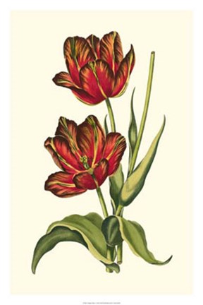 Framed Vintage Tulips V Print