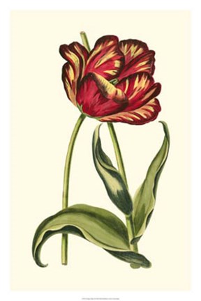Framed Vintage Tulips VI Print