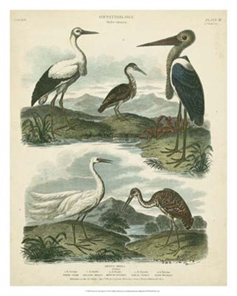 Framed Heron &amp; Crane Species I Print