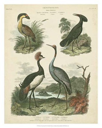Framed Heron &amp; Crane Species II Print