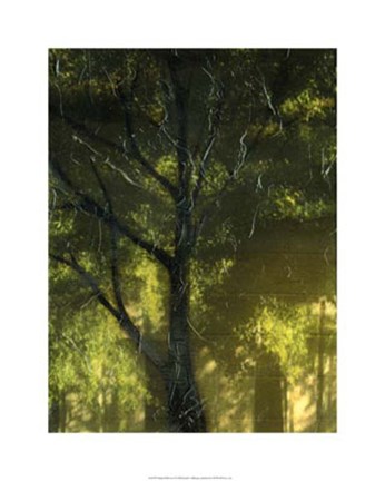 Framed Shaded Reflection I Print