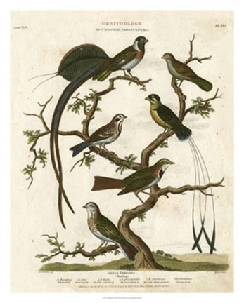 Framed Ornithology I Print