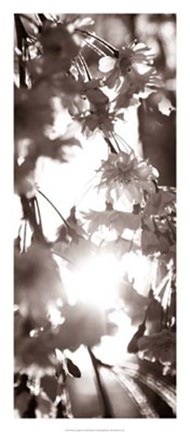 Framed Blossom Triptych I Print