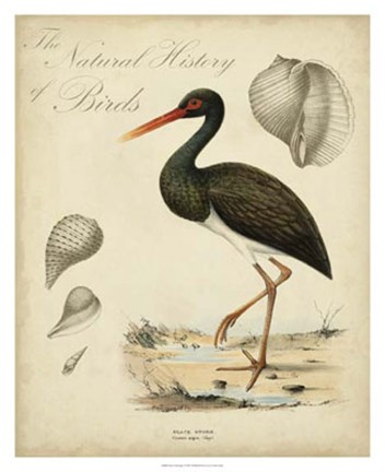 Framed Heron Anthology I Print