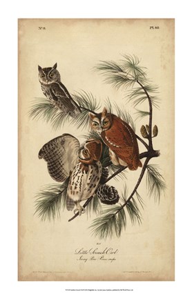 Framed Audubon Screech Owl Print