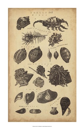 Framed Study of Shells I Print
