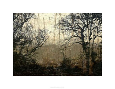 Framed Wooded Solace II Print