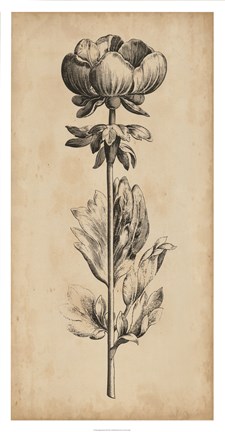 Framed Singular Beauty III Print