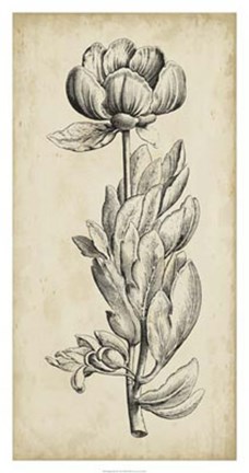 Framed Singular Beauty IV Print