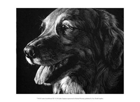Framed Canine Scratchboard XIV Print