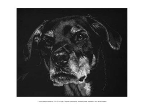 Framed Canine Scratchboard XXII Print