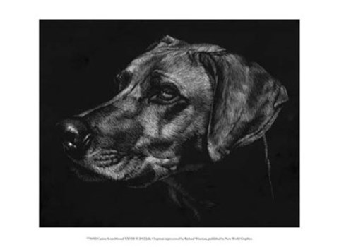Framed Canine Scratchboard XXVIII Print