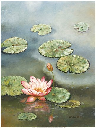 Framed Water Lily With Pink Blossom Print