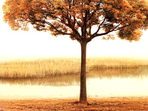 Framed Golden Morning I Print