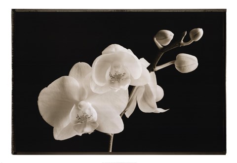 Framed Phalaenopsis Print