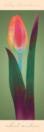 Framed Tulip Chromatics II Print