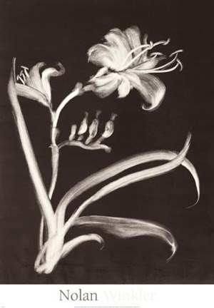 Framed Midnight Lilies Print