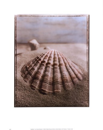 Framed Seashell II Print