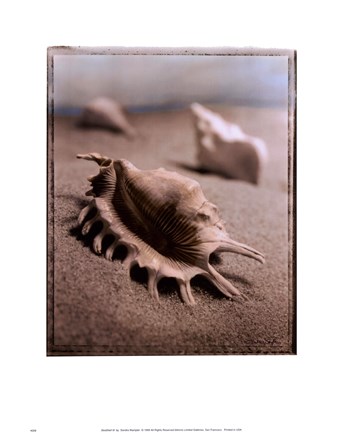 Framed Seashell III Print