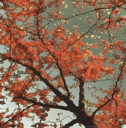 Framed Sunset Forest II Print