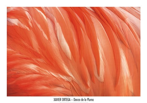 Framed Danza de la Pluma Print