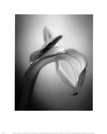 Framed CALLA NO.2, SILVER SERIES Print