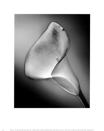 Framed CALLA NO.3, FRONT-SILVER SERIE Print