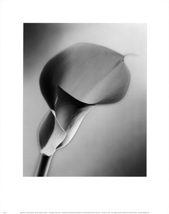 Framed CALLA NO.6  SILVER SERIES Print