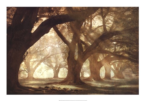 Framed Oak Alley Morning Light Print