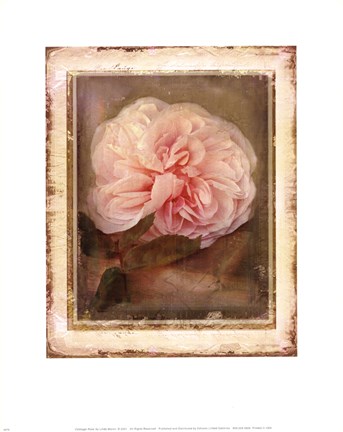 Framed CABBAGE ROSES Print
